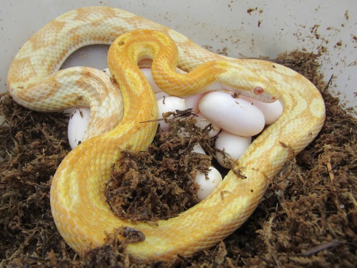 Butter Motley Corn Snake
